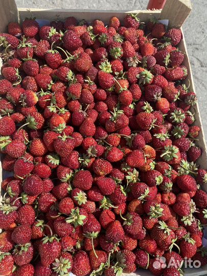 Клубника свежая