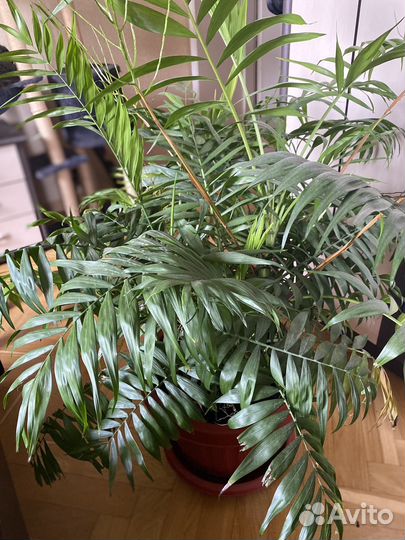 Пальма хамедорея