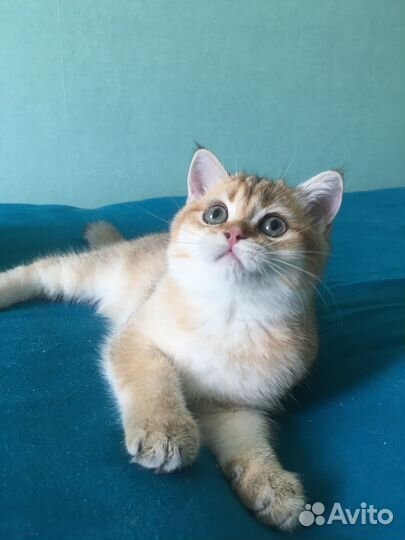 Британские котята