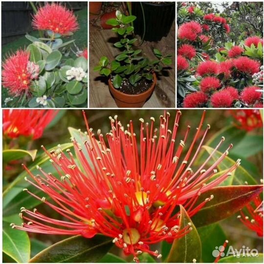 Делонекс,Кигелия,Метросидерос,Рафиолепсис семена