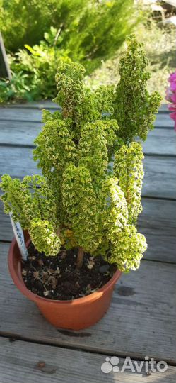 Душистые пеларгонии