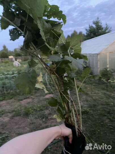 2 кустика сортовой ежевики 3 х летка с