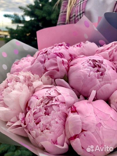 Пионы Букет пионов