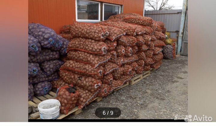 Семенной картофель