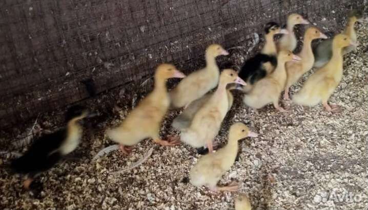 Подрощенные утята Фаворит и Башкирские