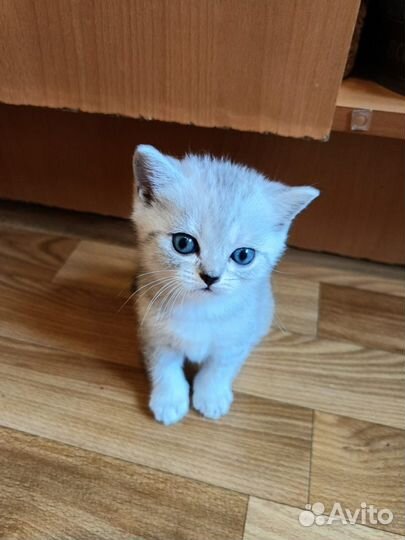 Шотландские котята