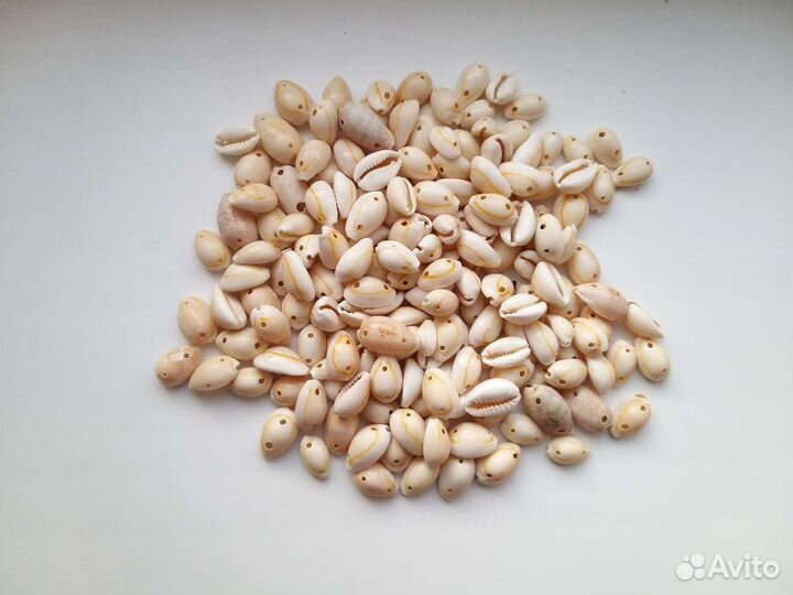 Набор ракушек раковины морские натуральные