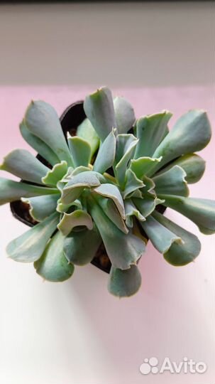 Суккуленты 1