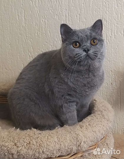 Котобританцы