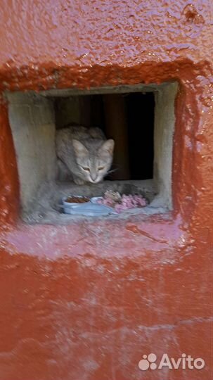 Подарите кошке дом