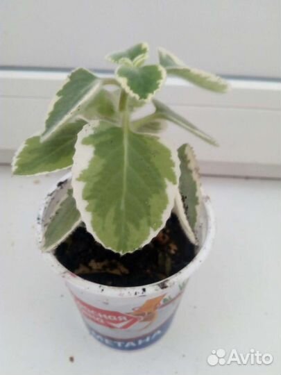 Шефлера и мята комнатная,драцена