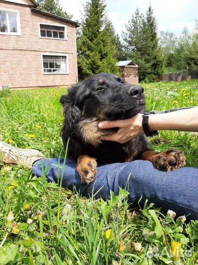 Хитрая Мышка ищет дом