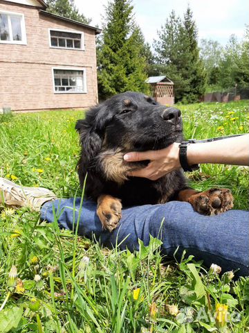 Хитрая Мышка ищет дом