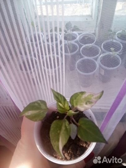 Перец комнатный острый