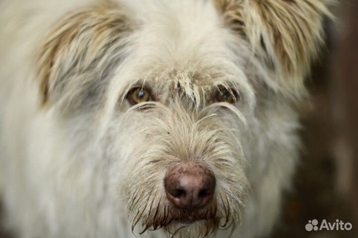 Собака Буран в добрые руки