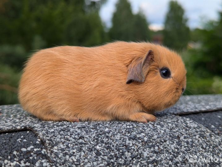 Морские свинки из Tutti-Frutti