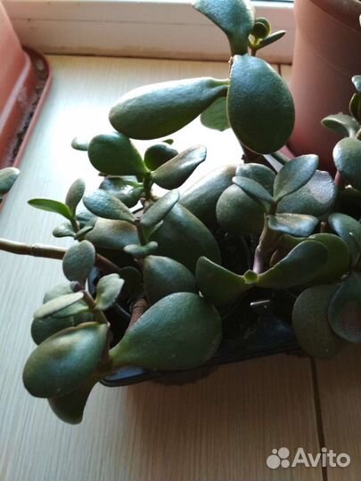 Крассула толстянка, алоэ