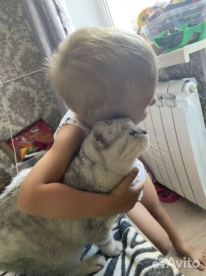 Британская кошка вязка