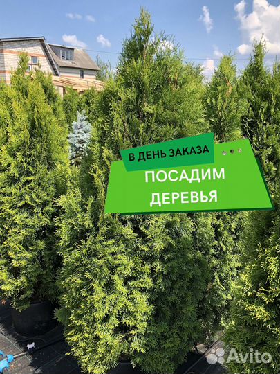 Туи в ассортименте: Колумна, Брабант, Смарагд