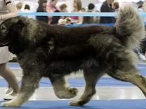 Кавказская овчарка - щенки от крупных собак