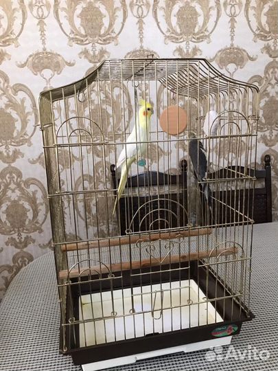 Попугай корелла
