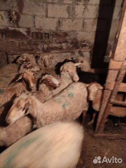 Овцы бараны