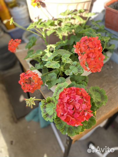 Пеларгония герань красно-оранжевая