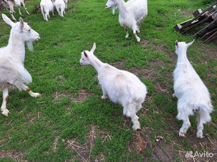 Козы козлята