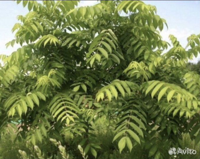 Маньчжурский орех саженцы