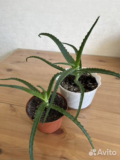 Алоэ лечебный