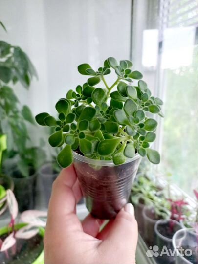 Аихризон-дерево любви.обмен