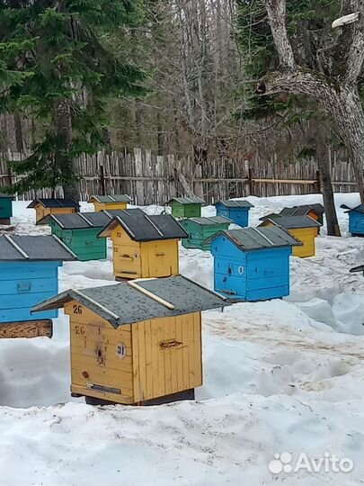 Продам пчелосемьи