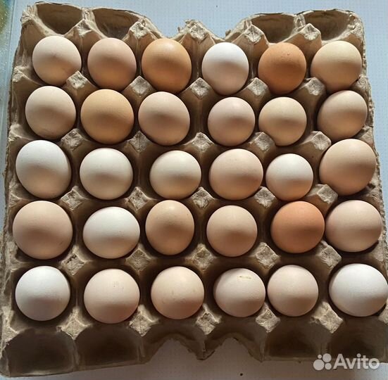 Домашние куриные яйца