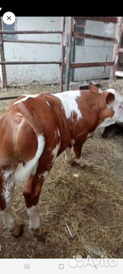 Бычки и тёлочки