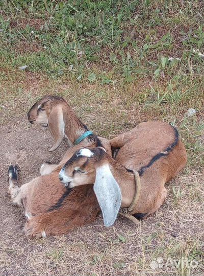 Нубийские козы