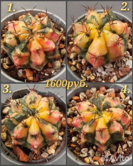 Gymnocalycium 'Carnelian'