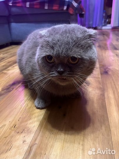 Шотландский вислоухий кот