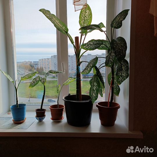 Комнатные цветы