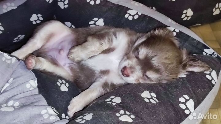 Щенки чихуахуа