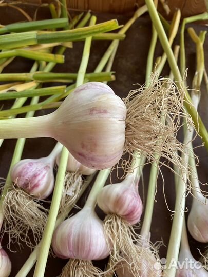 Чеснок эко продукт урожай 2023 года