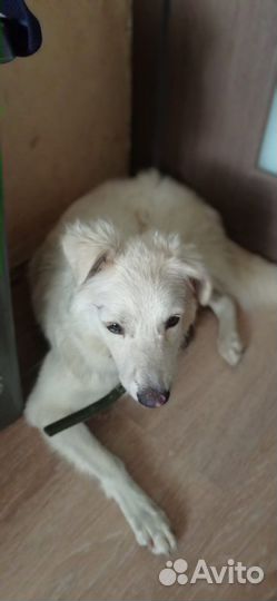 Собака девочка Белочка в добрые руки