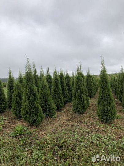 Туя 1,5м