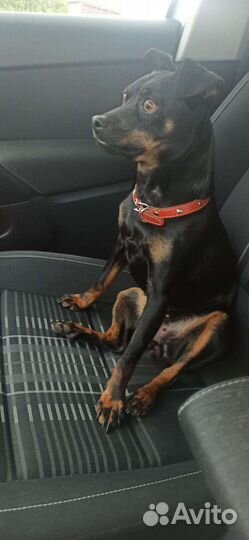 Цвергпинчер