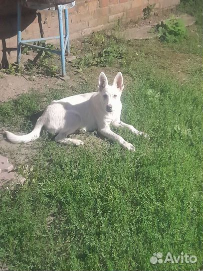 Собака в добрые руки отдам бесплатно