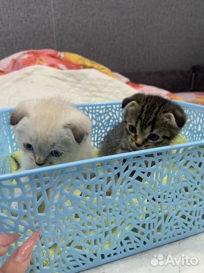 Шотландская