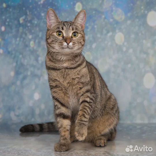 Кошечка в добрые руки