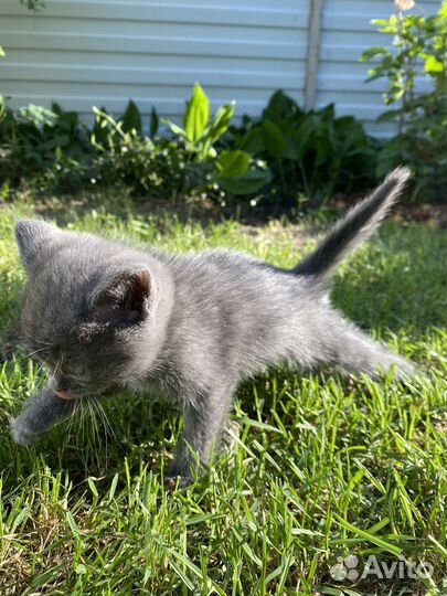 Котенок за шоколадку
