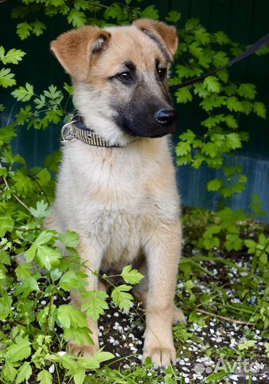 Щенок мальчик Лаки 3,5 мес