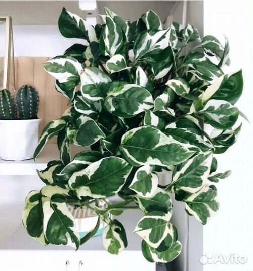 Эпипремнум, эписция, фикус и др