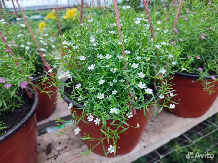 Ипомея батат колеус вегетативный петуния ампельная